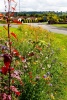 Sodbury in Bloom 2010 - photo from RichMcD