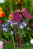 Sodbury in Bloom 2010 - photo from RichMcD